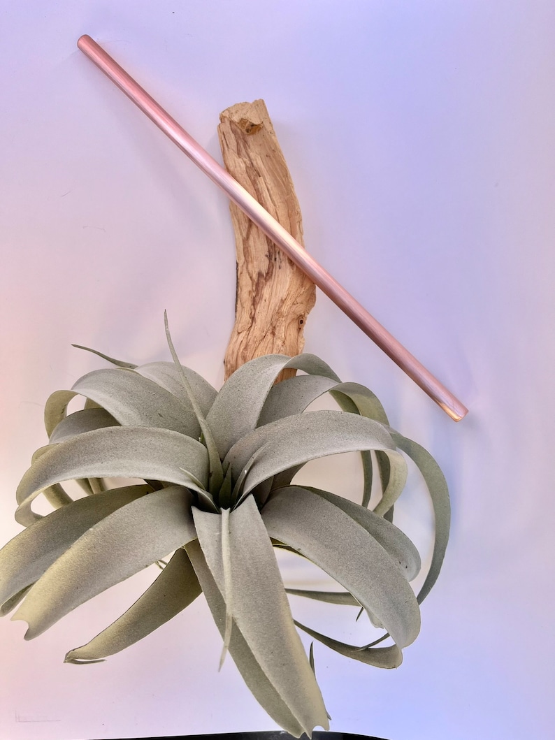 May include: A light green air plant with long, thin leaves sits on a piece of driftwood. A rose gold metal straw is placed diagonally across the plant and driftwood.