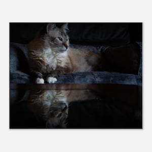 Lynx Point Siamese Cat Photography Print Canvas