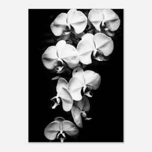 Orchid Flower Elegant Home Decor Poster - Black and White