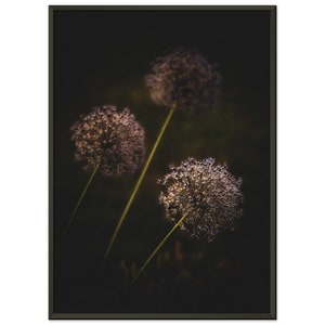 Purple Giant Allium (Onion) Flower Vintage Framed Poster Print