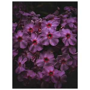 Purple Phlox Flower Dramatic Home Decor Print Poster