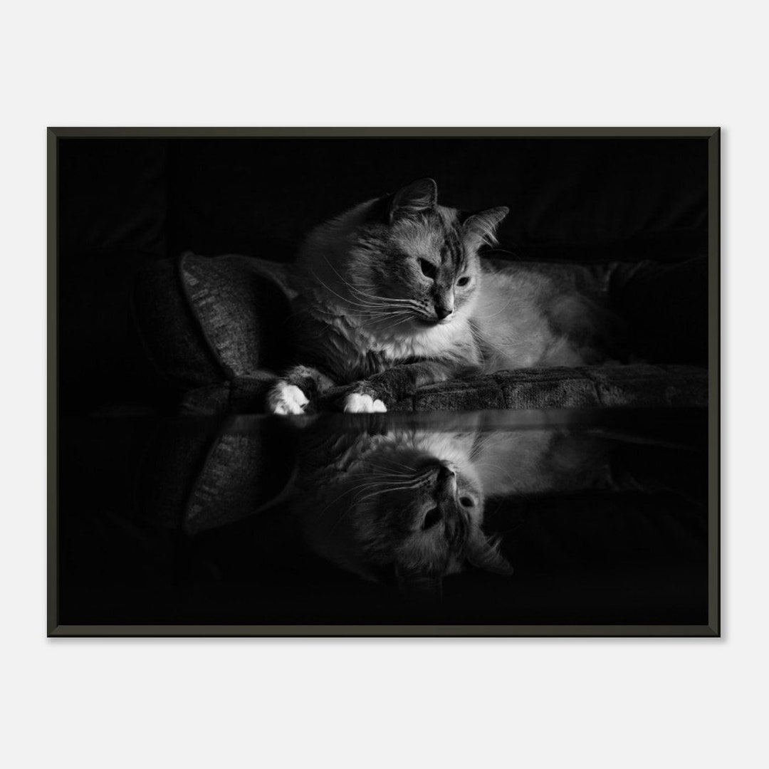 Black and White Lynx Point Siamese Cat Reflection Photography Print ...