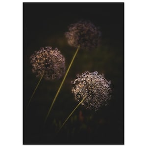 Purple Giant Allium (Onion) Flower Vintage Poster Print