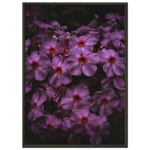 Purple Phlox Flower Dramatic Home Decor Framed Poster