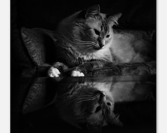 Può includere: Una foto in bianco e nero di un gatto seduto su un divano, che guarda in basso al suo riflesso in una superficie lucida.