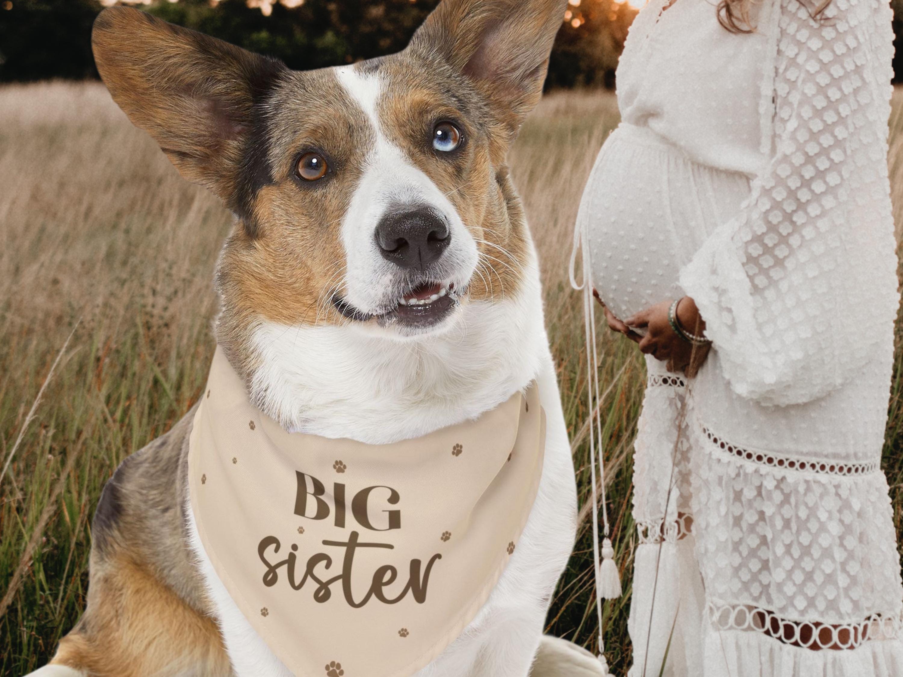 Litter Mates Breeding Sibling Dogs 7+ Thousand Puppy Siblings