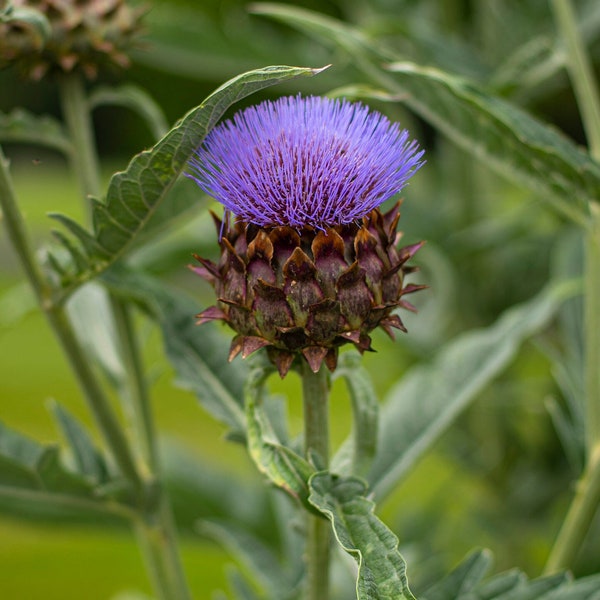 Thistle, Nature Photography, Flower of Scotland, Purple Flower