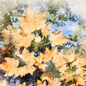 Puede incluir: Una pintura de acuarela de hojas de otoño en tonos de amarillo y naranja. Las hojas están dispuestas en un racimo, con algunas superpuestas. El fondo es de un azul suave, lo que sugiere un cielo.