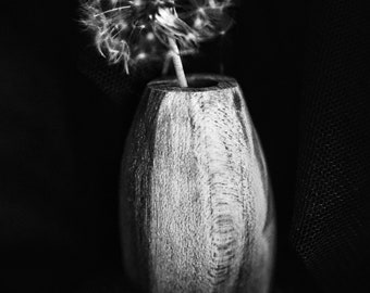 Dandelion in Vase