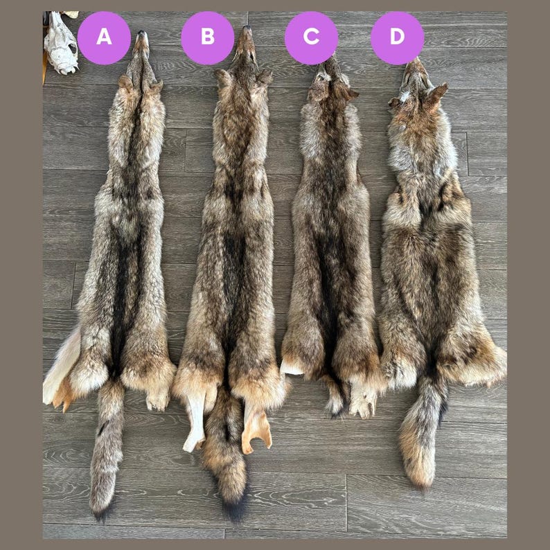 Genuine Coyote Pelt, Coyote Fur - Etsy