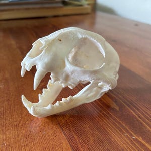 Genuine Bobcat Skull