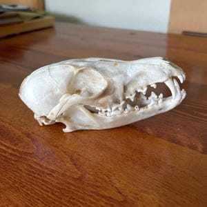 Genuine Fox Skull