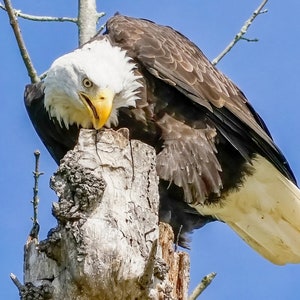 Bald Eagle