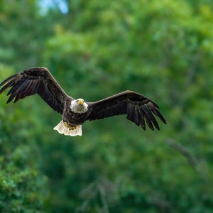 BALD EAGLE