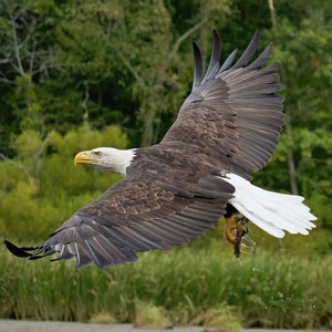 Flying Bald Eagle