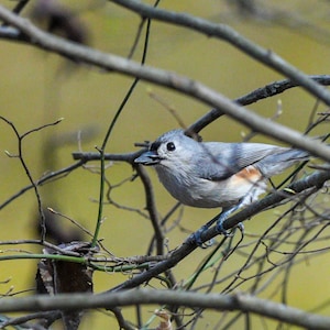 Tufted Titmouse