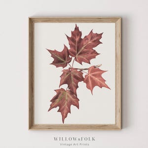 Vintage Autumn Botanical Art Print | Maple Leaves  | Fall Wall Decor | Printable Digital Download Art | Willow & Folk - 058
