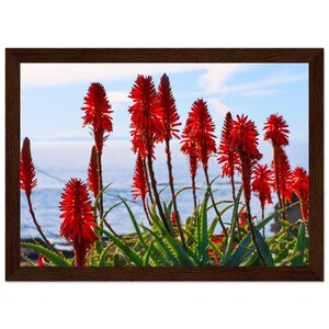 Orange Blumen-Bitter Aloe Kaktus am Strand Premium Matte Papier Holzgerahmt Poster