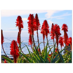 Póster de papel mate premium con flor de naranja y cactus de aloe amargo en la playa