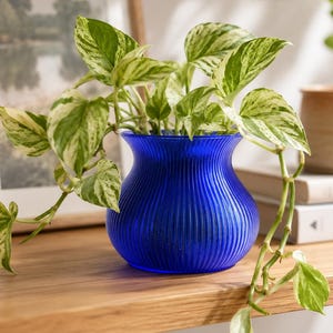 May include: A vibrant cobalt blue glass vase with a rounded, ribbed texture. The vase contains a trailing pothos plant featuring heart-shaped leaves with variegated patterns of deep green and creamy white, with stems cascading over the sides.