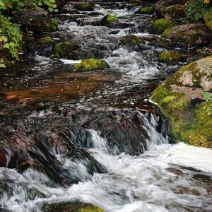 Serene Forest River Digital Print | Nature Landscape | Rustic Home Decor | Scenic River Print | Forest Wilderness Poster | Digital Download