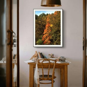 Póster con árboles de bosque otoñal rojo / Póster de otoño soleado / Arte mural con árboles coloridos / Impresión fotográfica de hojas rojas / Decoración del hogar / Bellas artes de pared