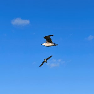 Blue Sky Seagulls Digital Print | Blue Horizon Printable | Flying Birds Photo Print | Nature Wall Art | Home Decor | Digital Download