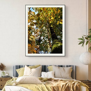 Impresión de póster de hojas de otoño coloridas / Póster de otoño soleado / Arte mural de bosque otoñal / Impresión fotográfica de hojas amarillas / Decoración del hogar / Bellas artes de pared