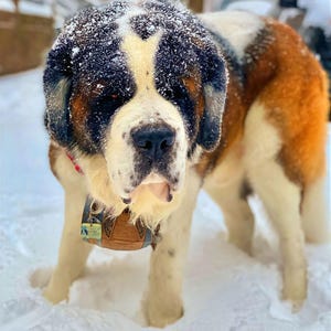 May include: A Saint Bernard dog with thick brown, white, and black fur covered in light snow. The dog wears a brown leather collar with a small metal tag and a red collar underneath. The dog stands in deep white snow with a dark nose and eyes.