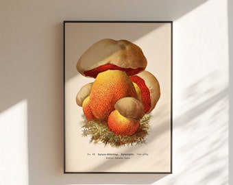 Botanic Mushroom Illustration - Satans-Röhrling