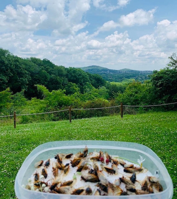 2024- 2025 Cicadas for crafts! See description for option explanation!
