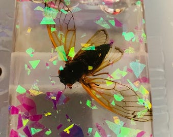 2024- 2025 Cicadas for crafts! See description for option explanation!