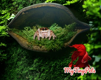 Pod Spider Hide | Organic | Spoody | Nest | Magnets Included