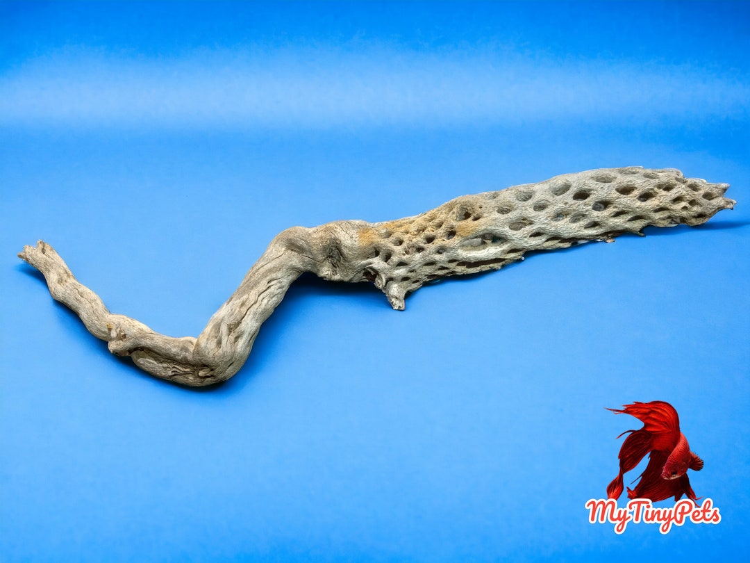 Aquarium Drift Wood Cholla Wood Aquarium Center Piece Beta Fish Tank