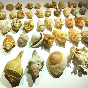 May include: A collection of seashells in various shapes, sizes, and colors. The shells are arranged on a white surface. Some of the shells are smooth and polished, while others are rough and textured. The shells are a variety of colors, including white, brown, beige, and pink.