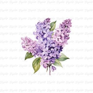 Flor Lila SVG Gráfico V5 / Lavanda SVG / Diseños dibujados a mano / Sublimación / Clipart Floral Lindo / Flor PNG / Fabricación de Tarjetas Lila