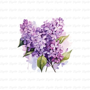 Fleur lilas SVG graphique V8 | Lavande SVG | Dessins dessinés à la main | Sublimation | Clipart floral mignon | Fleur PNG | Fabrication de cartes lilas