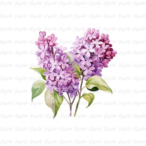 Fleur lilas SVG graphique V2 | Lavande SVG | Dessins dessinés à la main | Sublimation | Clipart floral mignon | Fleur PNG | Fabrication de cartes lilas