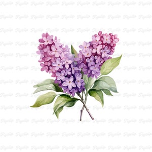 Flor lila SVG Gráfico V1 / Lavanda / Diseños de lavanda dibujados a mano / Sublimación / Clipart floral lindo / Flor PNG / Fabricación de tarjetas lilas