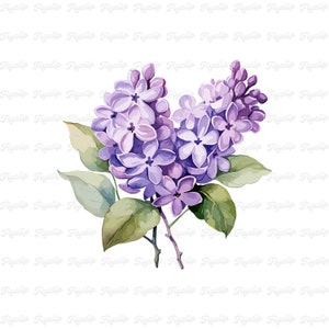 Lila bloem SVG grafische V6 | Lavendel SVG | Handgetekende ontwerpen | Sublimatie | Leuke bloemen clipart | Bloem PNG | Lila kaarten maken