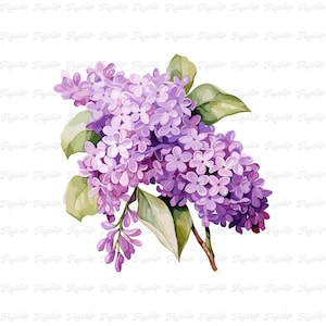 Flor Lila SVG Gráfico V3 / Lavanda SVG / Diseños dibujados a mano / Sublimación / Clipart Floral Lindo / Flor PNG / Fabricación de Tarjetas Lila