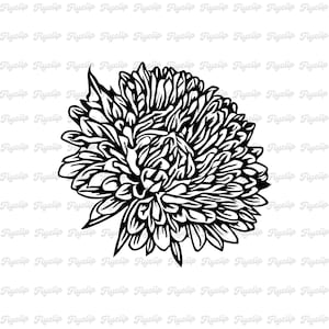 Chrysanthemum SVG Graphic | Chrysanthemum Clip Art | Flower Svg | Chrysanthemum Flower Svg | Files for Cricut | November Flower Svg
