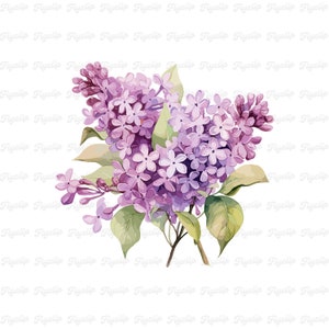 Flor Lila SVG Gráfico V7 / Lavanda SVG / Diseños dibujados a mano / Sublimación / Clipart Floral Lindo / Flor PNG / Fabricación de Tarjetas Lila