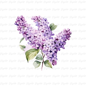 Flor Lila SVG Gráfico V9 / Lavanda SVG / Diseños dibujados a mano / Sublimación / Clipart Floral Lindo / Flor PNG / Fabricación de Tarjetas Lila