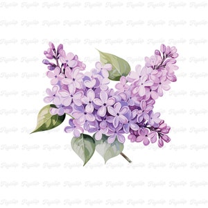 Lila bloem SVG grafische V4 | Lavendel SVG | Handgetekende ontwerpen | Sublimatie | Leuke bloemen clipart | Bloem PNG | Lila kaarten maken