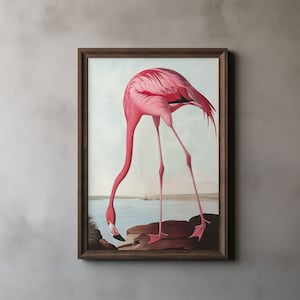 Vintage American Flamingo Audubon Print, John James Audubon, Flamingo Wall Art, Birds of America, Vintage Bird Print, Printable Wall Art 44