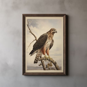 Rotschwanzbussard Kunstdruck, John James Audubon, Vintage Audubon-Stil Malerei, Birds of America, Greifvögel, Falke Kunst, druckbare Wandkunst 37