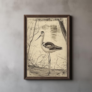 American Avocet Print, John James Audubon, Nature Wall Art, Printable Wall Art, Digital Download 250