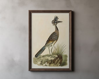 Audubon Roadrunner Print, John James Audubon, Vintage Roadrunner Painting, Bird Lover Gift, Antique Art, Home Decor, Printable Wall Art 53