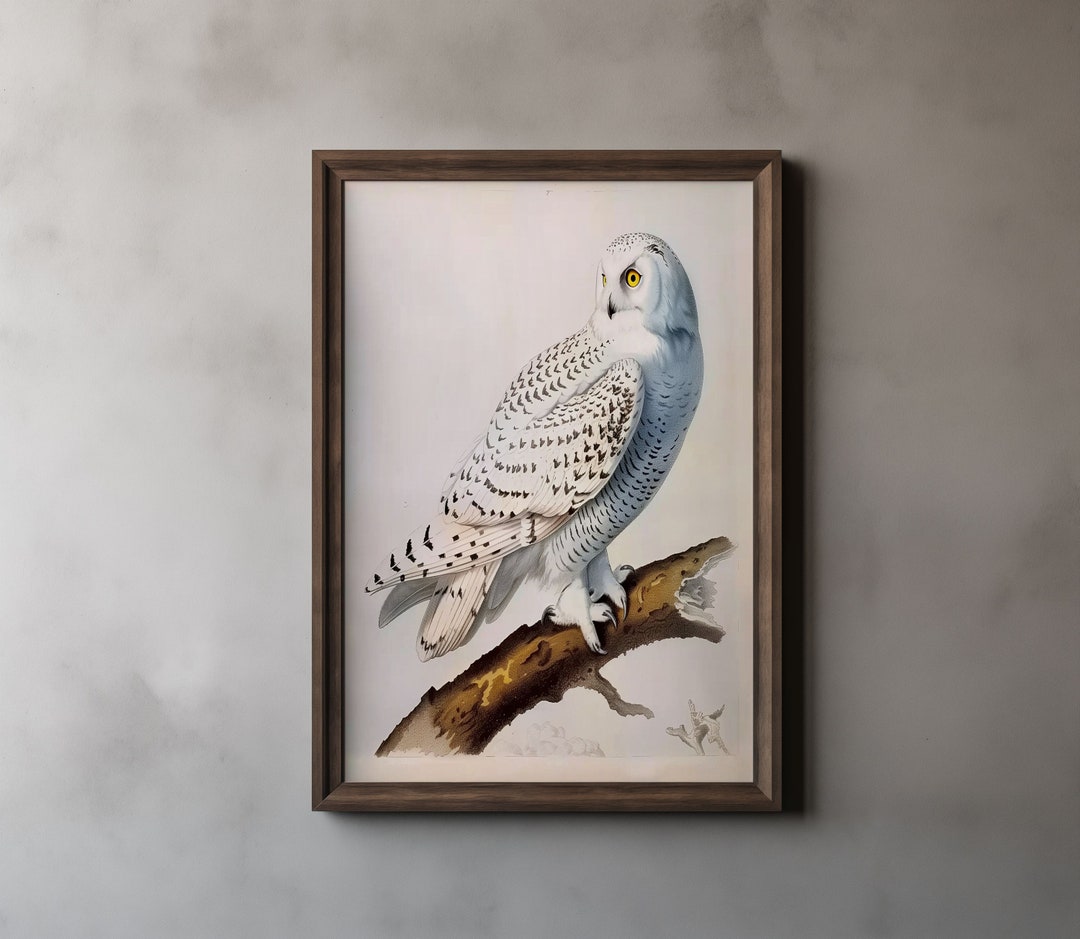 Vintage Audubon Snowy Owl Print, John James Audubon, Snowy Owl Wall Art ...